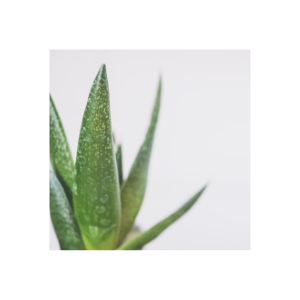 Aloe vera